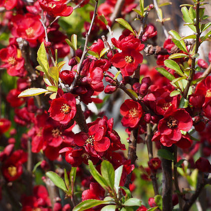 Arbuste fleurs rouges été