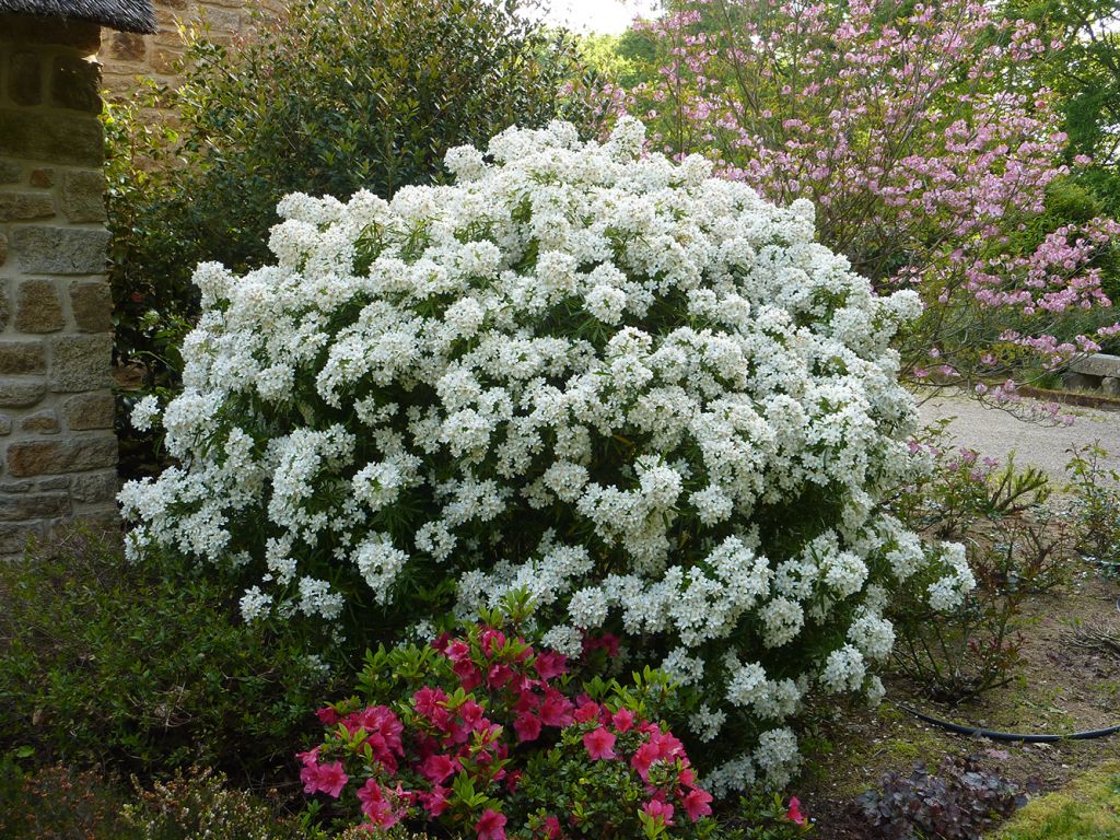 Plante feuillage persistant fleurs