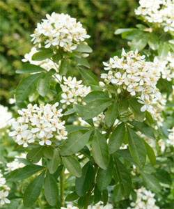 Arbuste fleurs blanches hiver