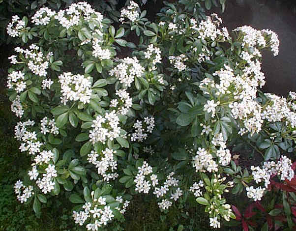 Haie fleur blanche