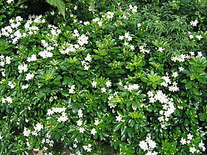 Arbuste de haie persistant à fleurs