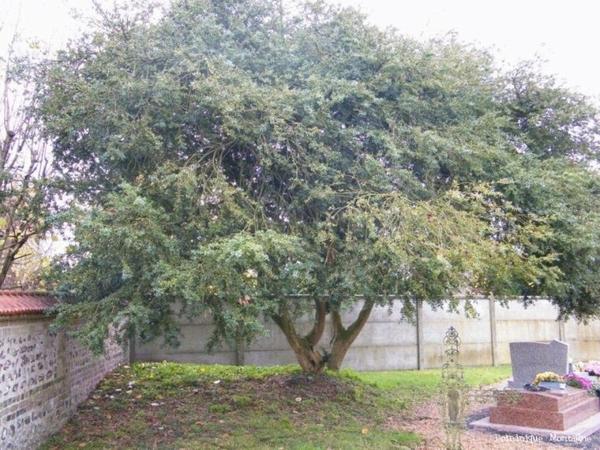 Arbre persistant croissance rapide