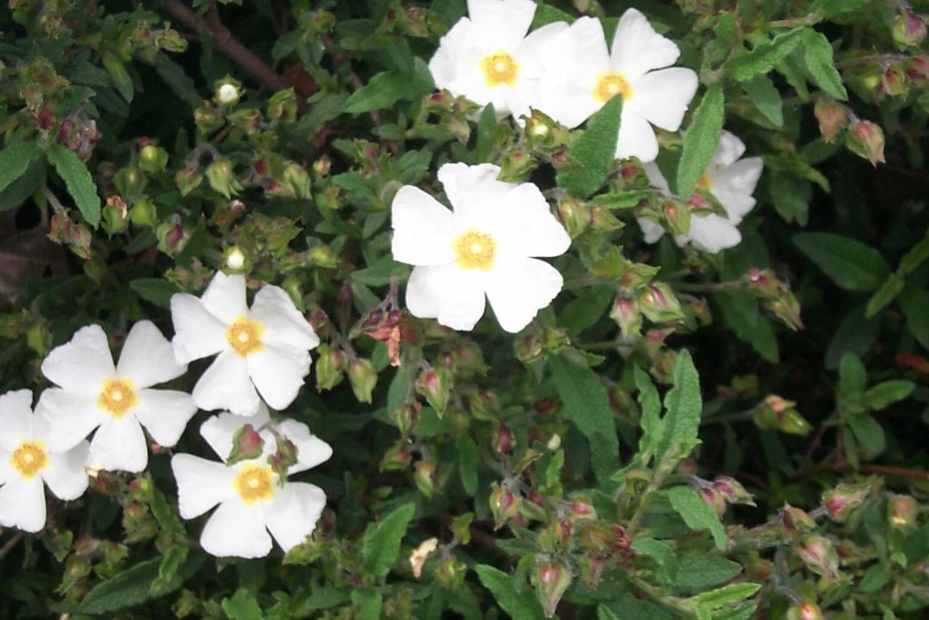 Petit arbuste persistant fleurs blanches