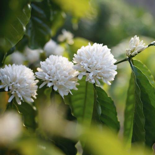 Arbustes fleurs blanches jardin