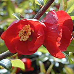 Arbuste a petite fleur rouge