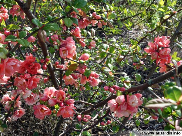 Arbuste fleuri hiver