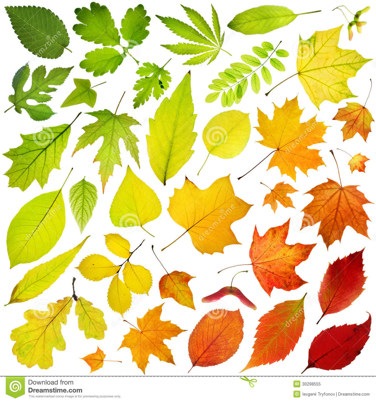 Feuilles des arbres
