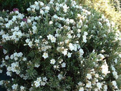 Arbuste fleurs blanches feuillage persistant
