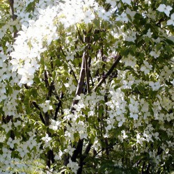 Arbuste vivace fleur blanche