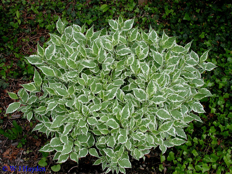 Arbuste vert et blanc