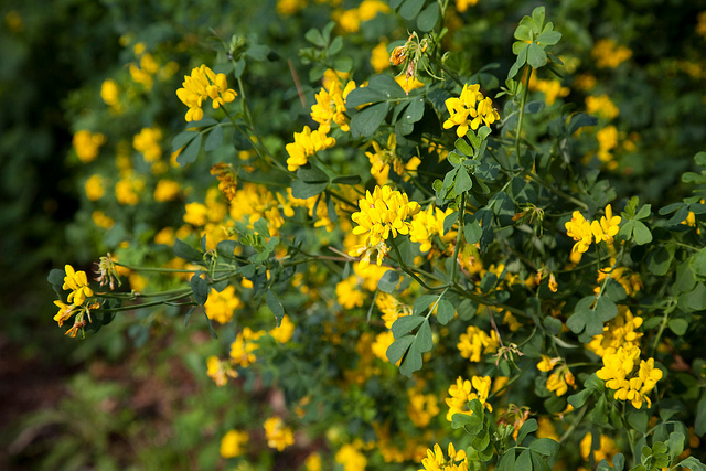 Arbuste fleurs jaunes odorantes