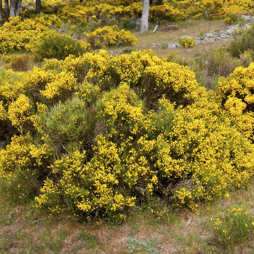 Arbuste a fleur jaune