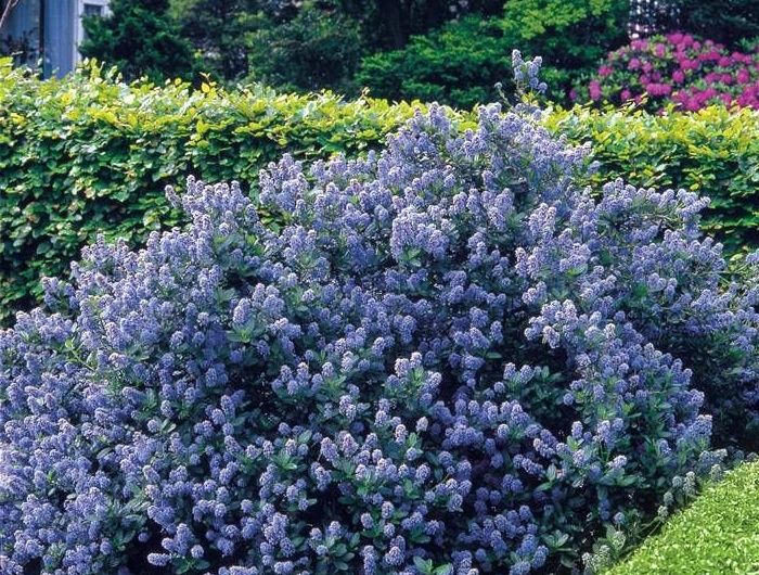 Haie feuillage persistant fleurie