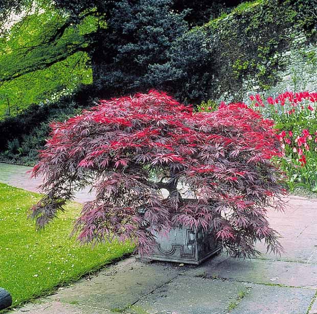 Arbuste acer palmatum