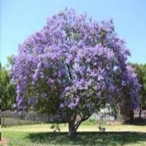 Arbre a fleur