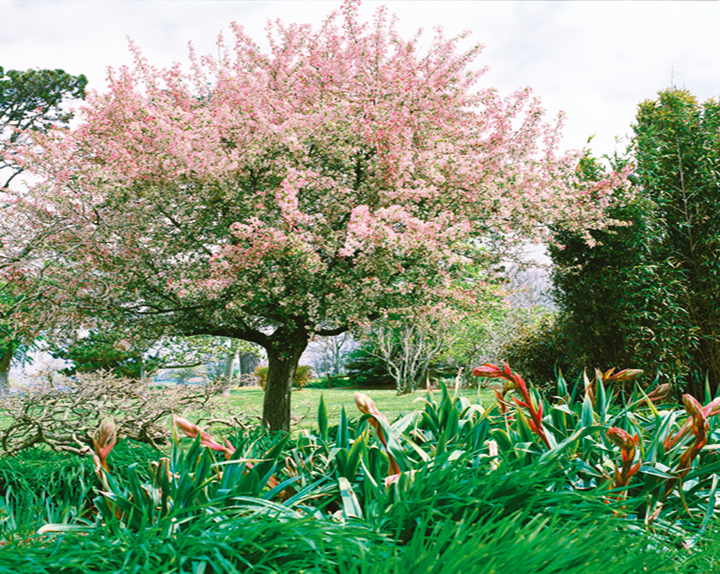 Arbuste de jardin