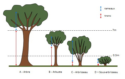 Arbre ou arbuste