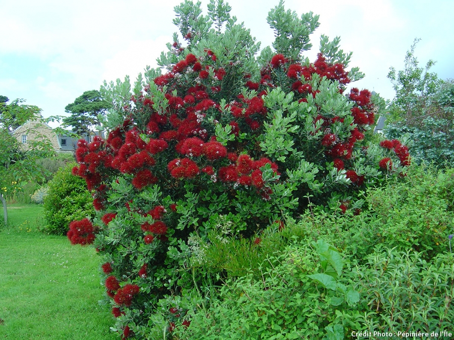 Buisson persistant fleurie