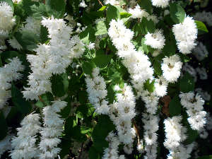 Arbuste feuillage persistant fleurs blanches