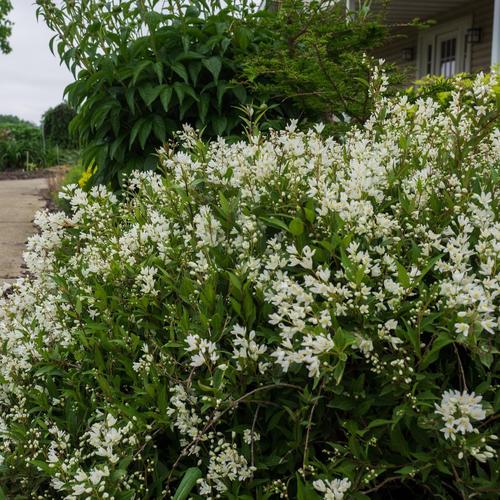 Haie fleur blanche