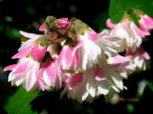 Arbuste persistant a fleurs roses