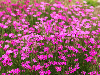 Plante couvre sol rampante