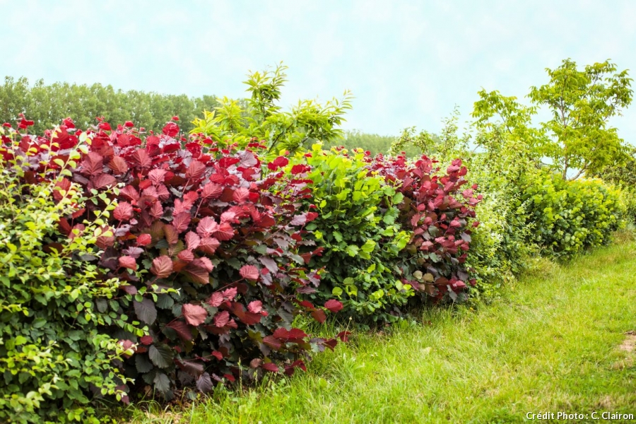 Quel arbuste planter en hiver