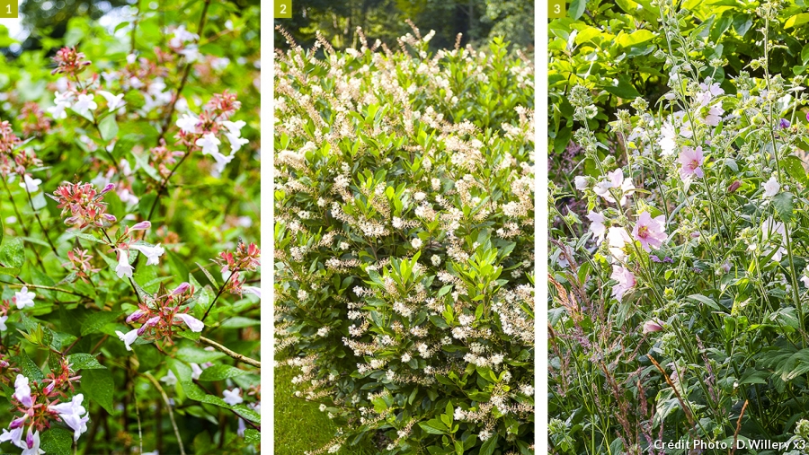 Planter une haie fleurie