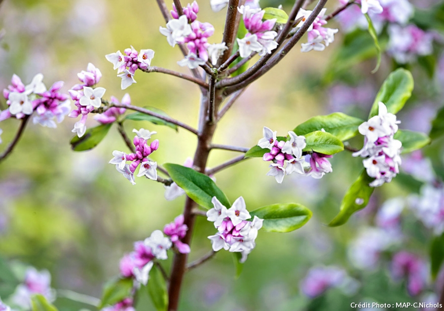 Petit arbuste à fleurs