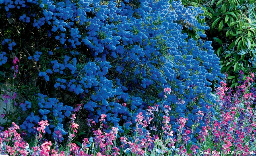 Arbuste persistant a fleurs bleues