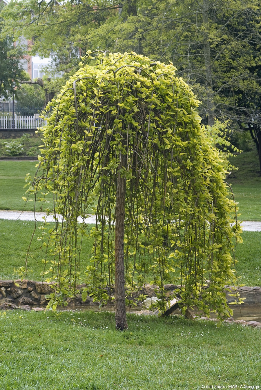 Arbre a fleur