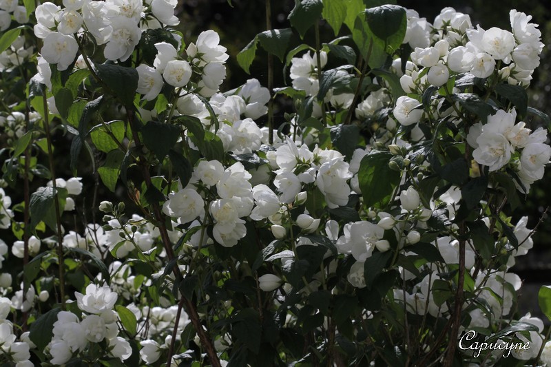 Arbuste avec fleurs blanches