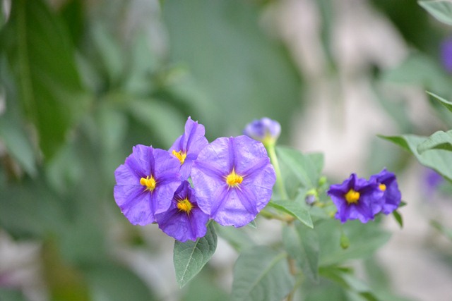 Petit arbuste a fleur bleue