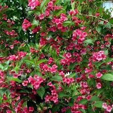Arbuste persistant a fleurs rouges