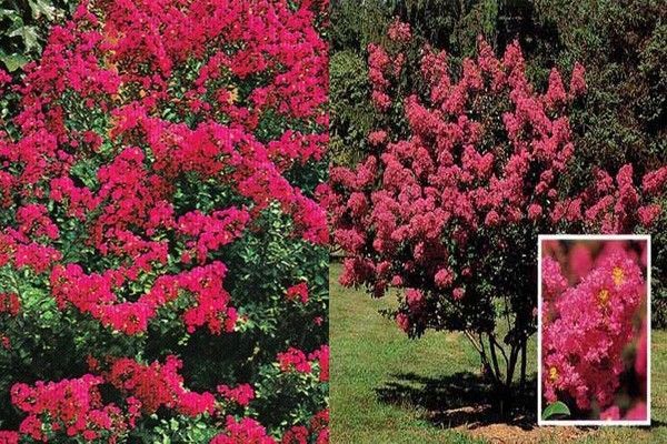 Arbuste fleuri plein soleil