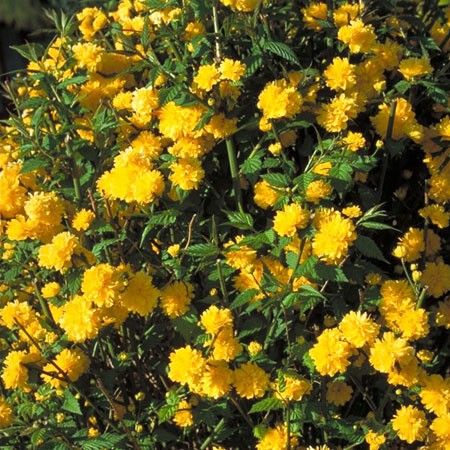 Arbuste avec fleur jaune