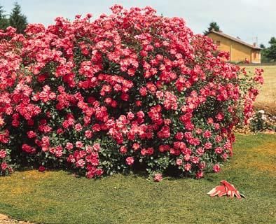 Buisson pour haie