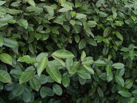 Plantes et arbustes de jardin
