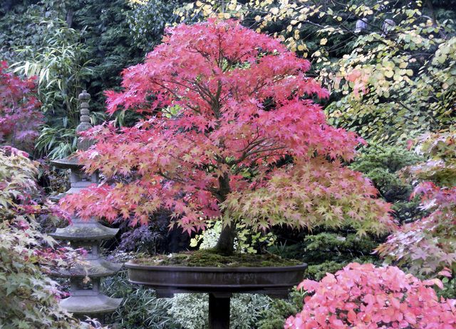 Arbuste japonais persistant