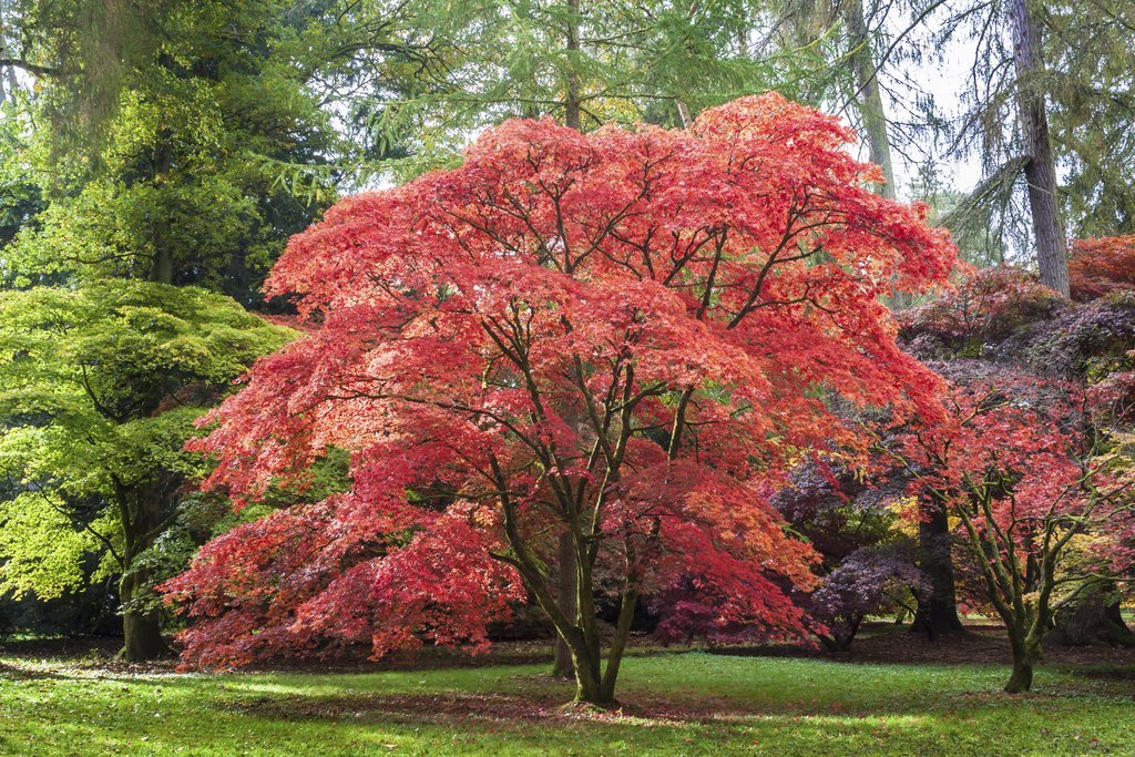 Arbre à feuille persistante