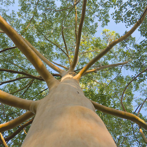 Arbre persistant liste