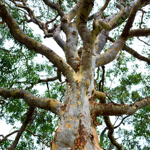 Quel arbre à feuillage persistant