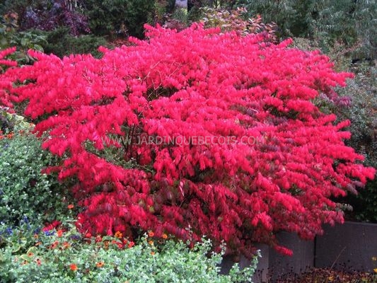 Plante arbustive fleurie