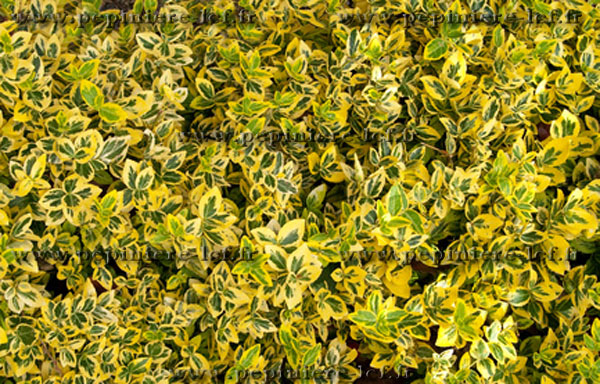 Arbuste jaune et vert