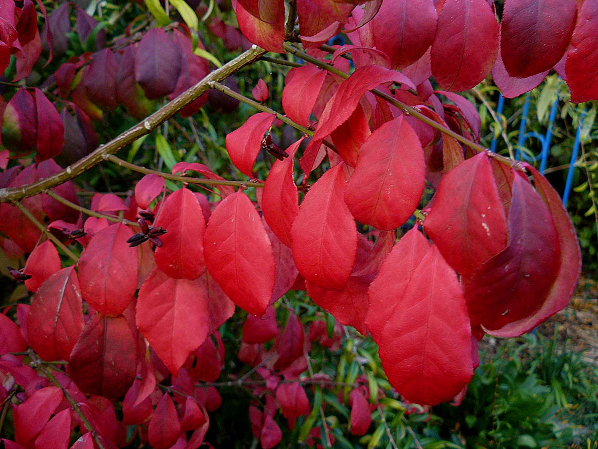 Arbuste à feuilles rouges