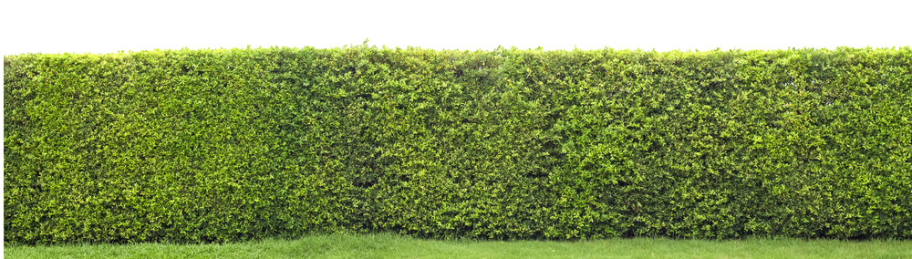 Planter une haie
