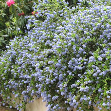 Arbuste persistant fleurs bleues