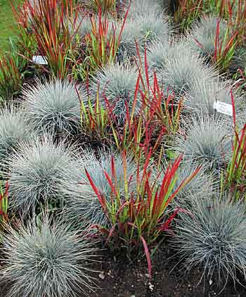 Arbustes fleuris feuillage persistant