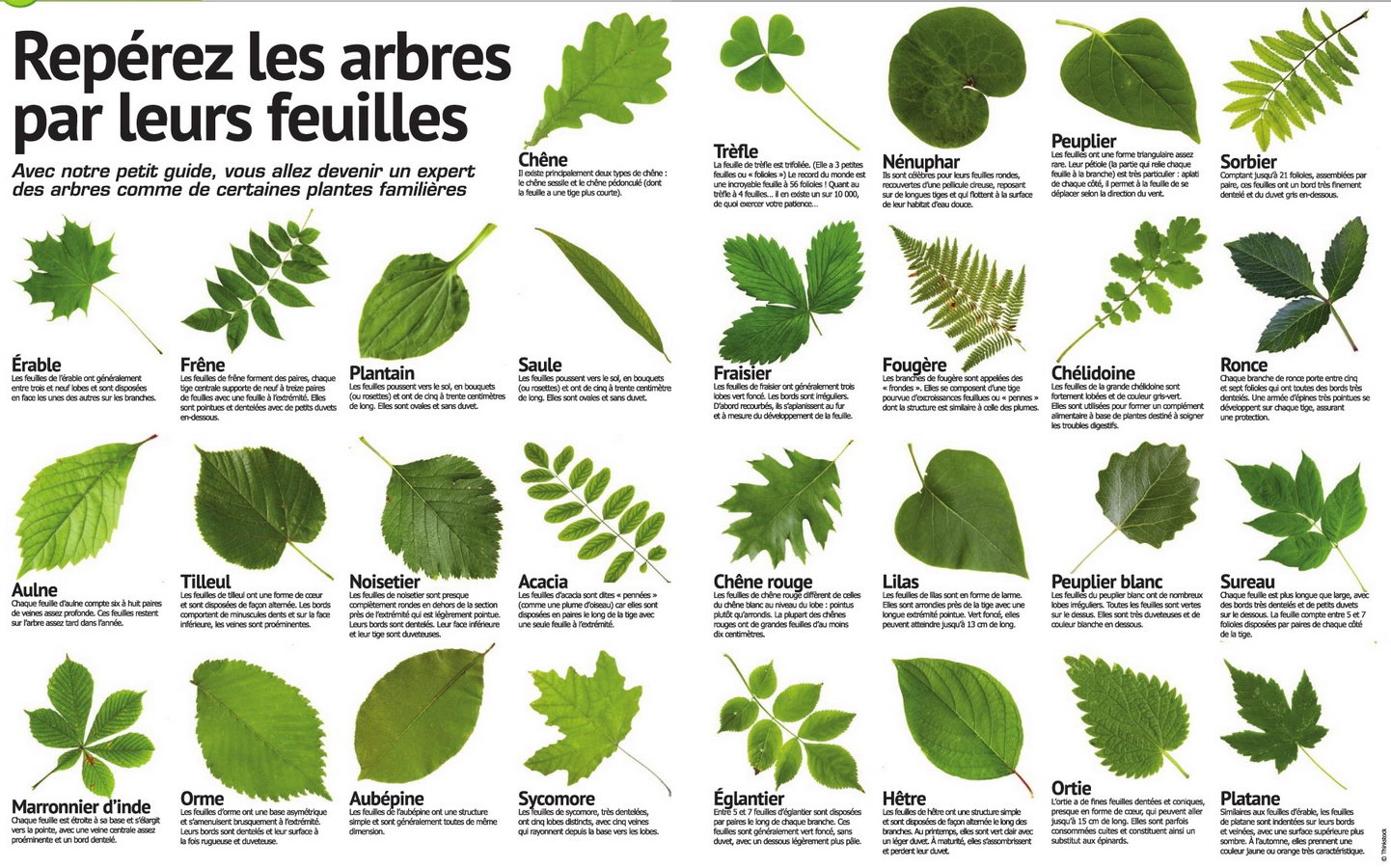 Les feuilles des arbres