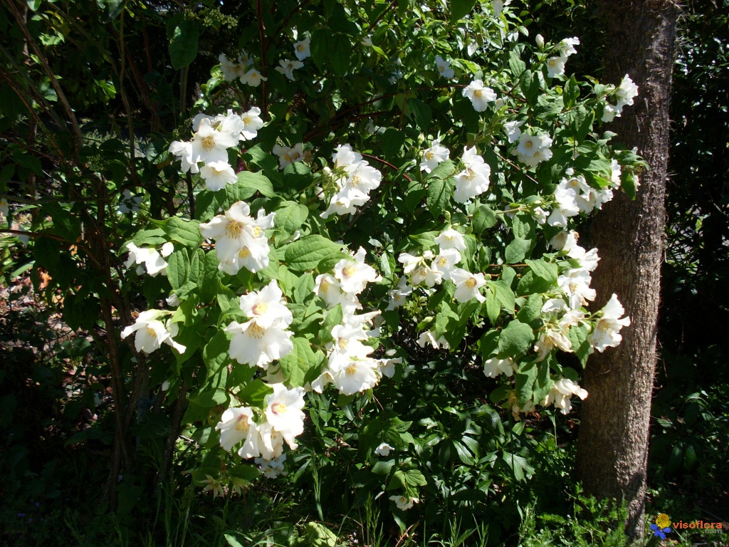 Arbuste a fleur odorante